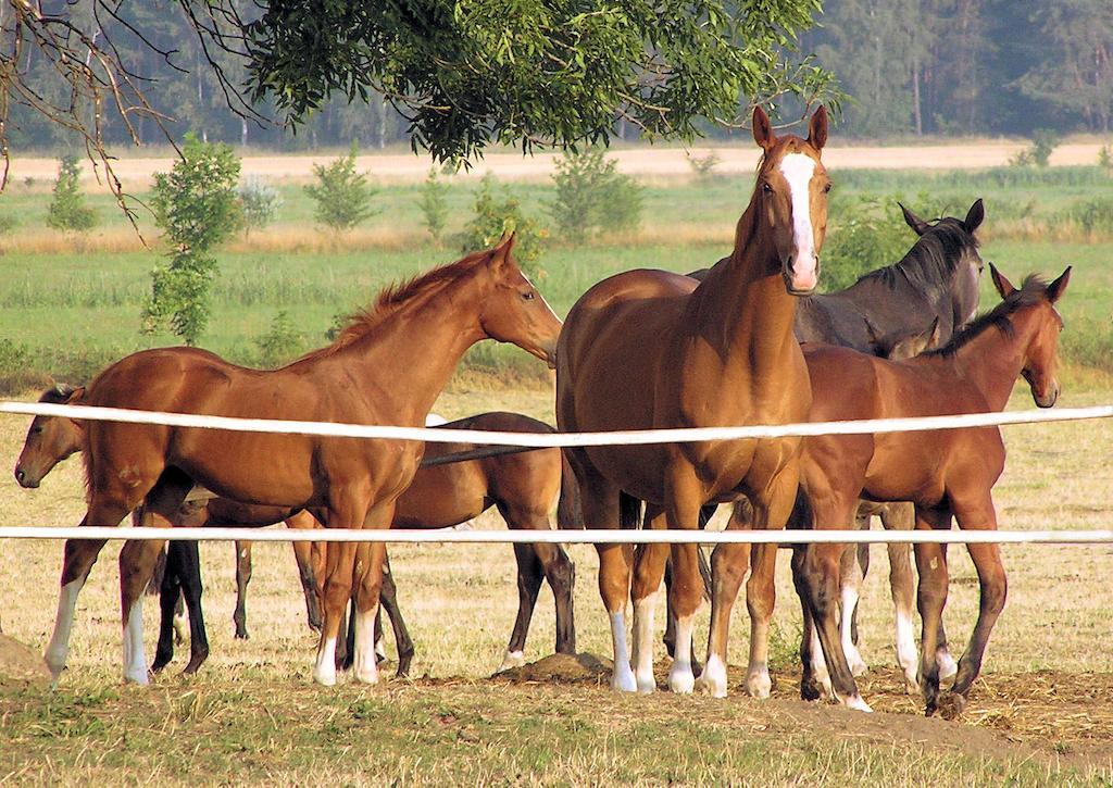 Palac Racot Kościan Esterno foto